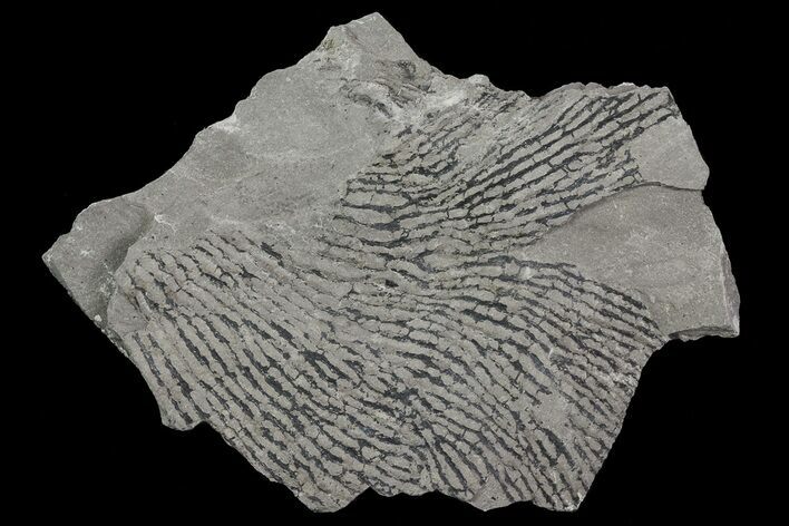 Graptolite (Dictyonema) Plate - Rochester Shale, NY #68892